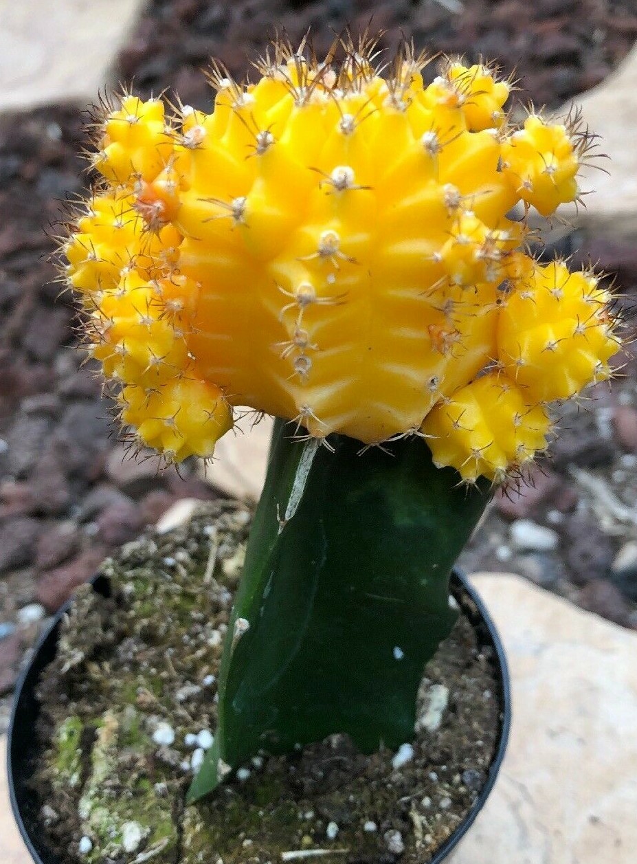 Gyncocaleum Mihanovichii Friedrichii ‘Moon Cactus’ ‘Yellow’, Comes in a 2.5″ Pot