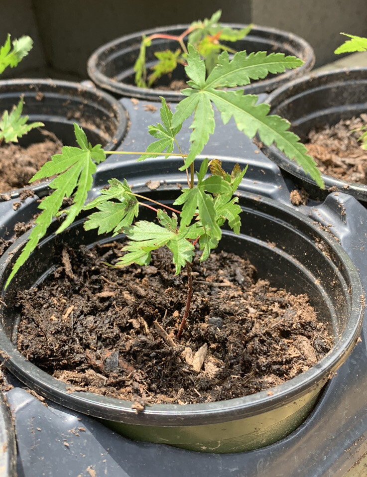 Two Japanese Maple Seedling 18 to 24 inches Ornamental Tree Sango kaku BARE ROOT