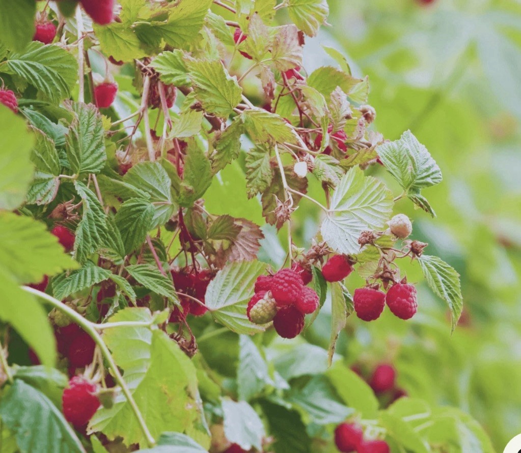 (3) Killarney Raspberry Canes – Bare Root Canes, 1-2-Year-Old Live Plant
