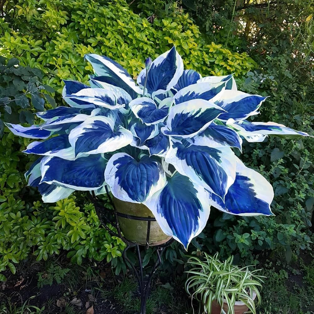 220+ Hosta Seeds Blue Perennial for Planting,Hosta Seeds Blue and Black,Rare Hos