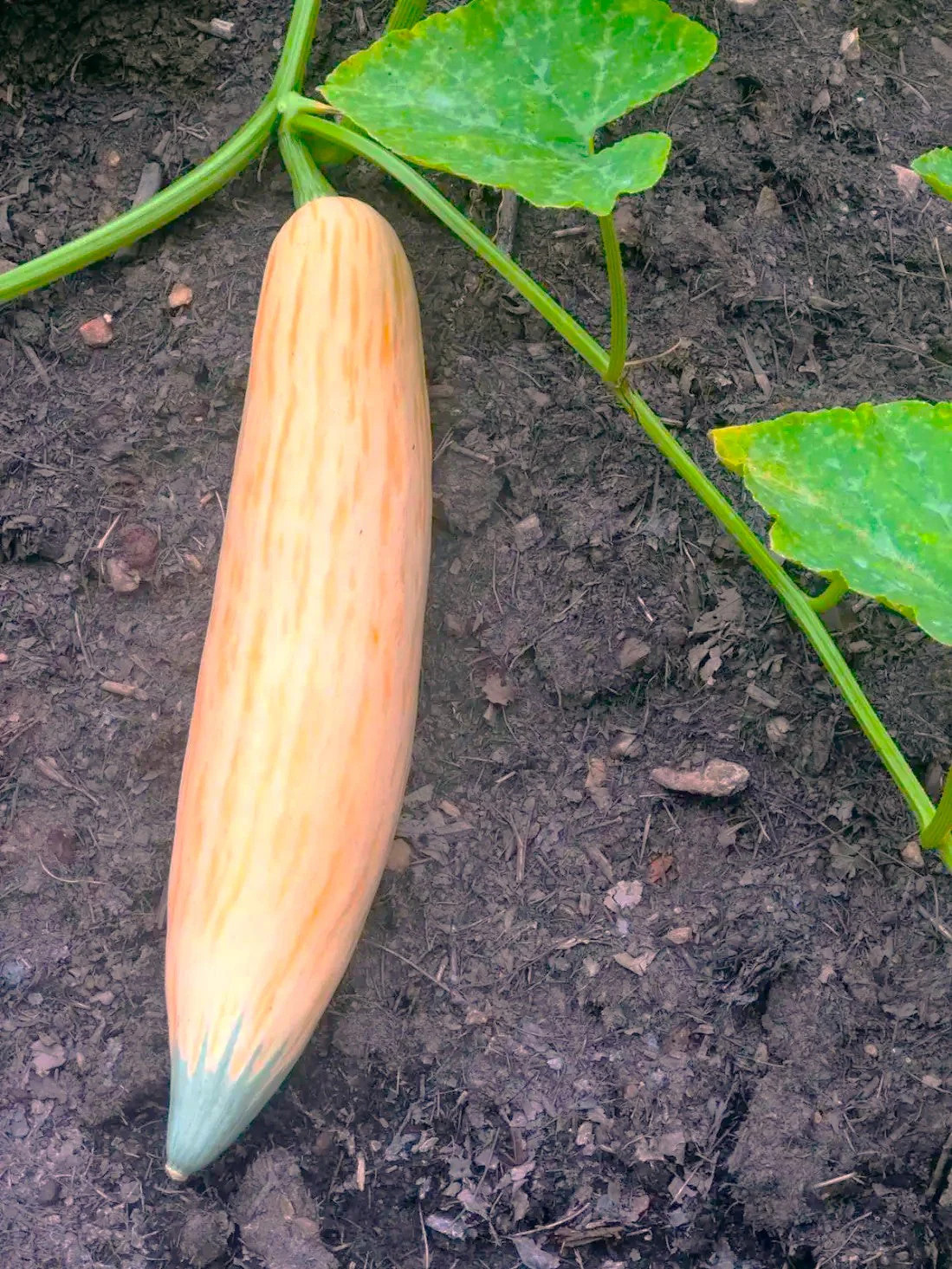 North Georgia Candy Roaster Seeds | Pink Banana Pumpkin Winter Squash Seed 2025