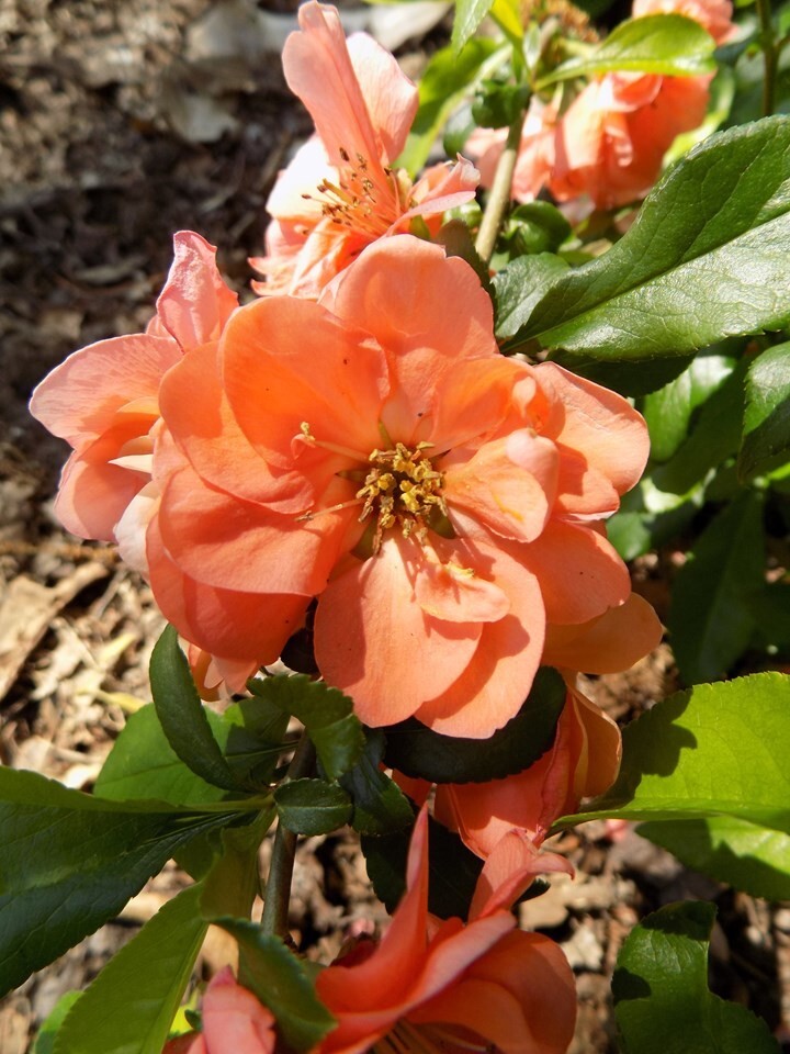 Chaenomeles Speciosa “Cameo” (Peach Flowering Quince) Rooted Plant