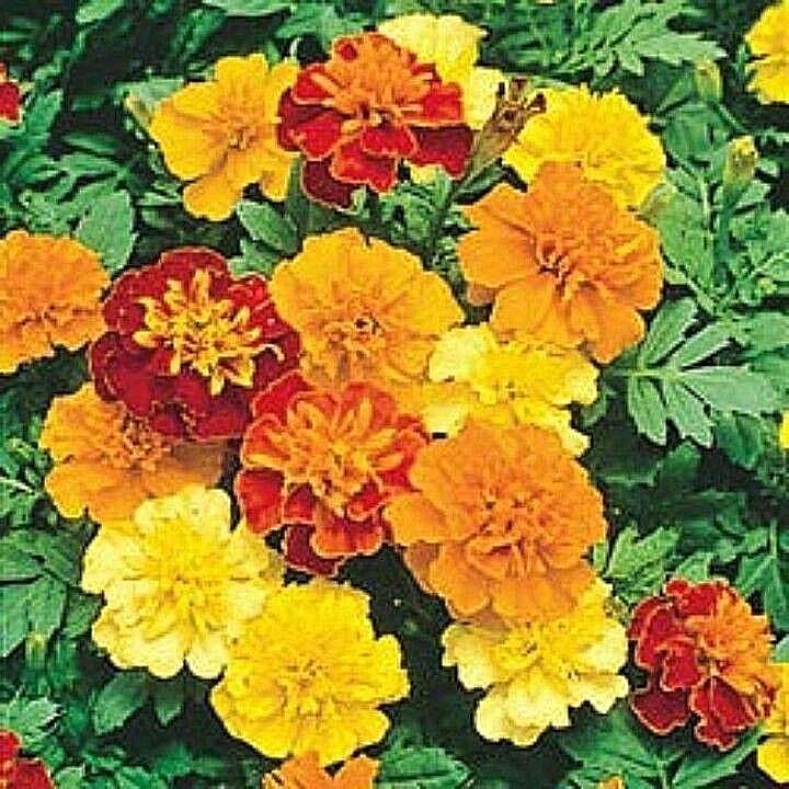 501+Sparky Mix DWARF FRENCH MARIGOLD Flower Seeds Garden Containers Pollinators