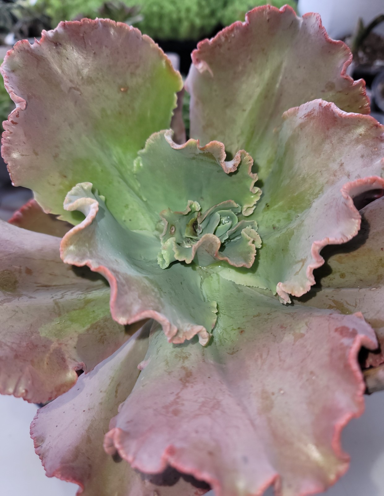 Live Rooted 10″ Echeveria Ruffled Red Succulent In 8″ Pot