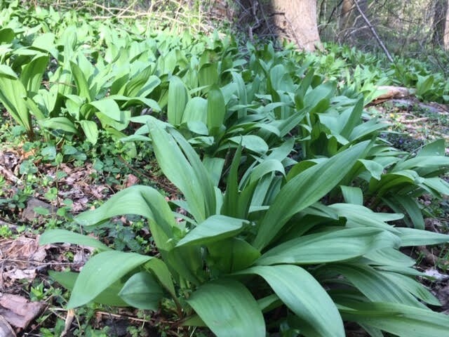 40 ORGANIC Ramp bulbs to plant Wild Leek Fresh Allium Tricoccum Onion Garlic