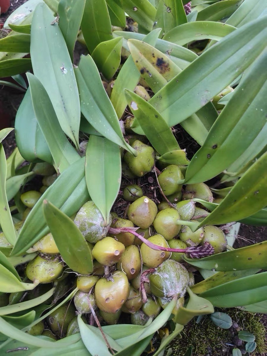 Rare Bulbophyllum sp. Aceh Big Massive Flower Spike Collector Orchid