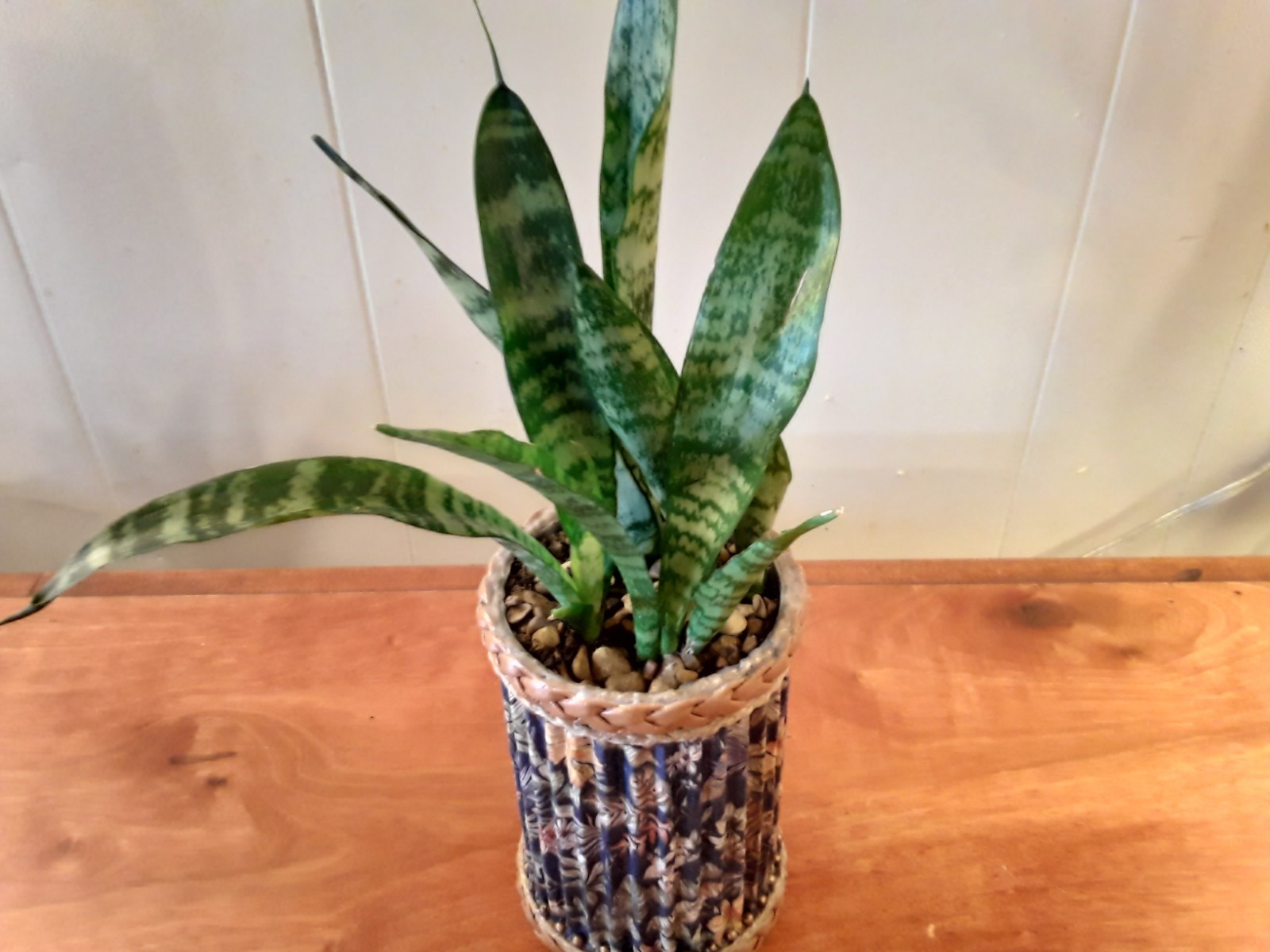 Sansevieria Snake Plant- 4 Healthy Rooted Plants in 6″x4″ Crafted Container