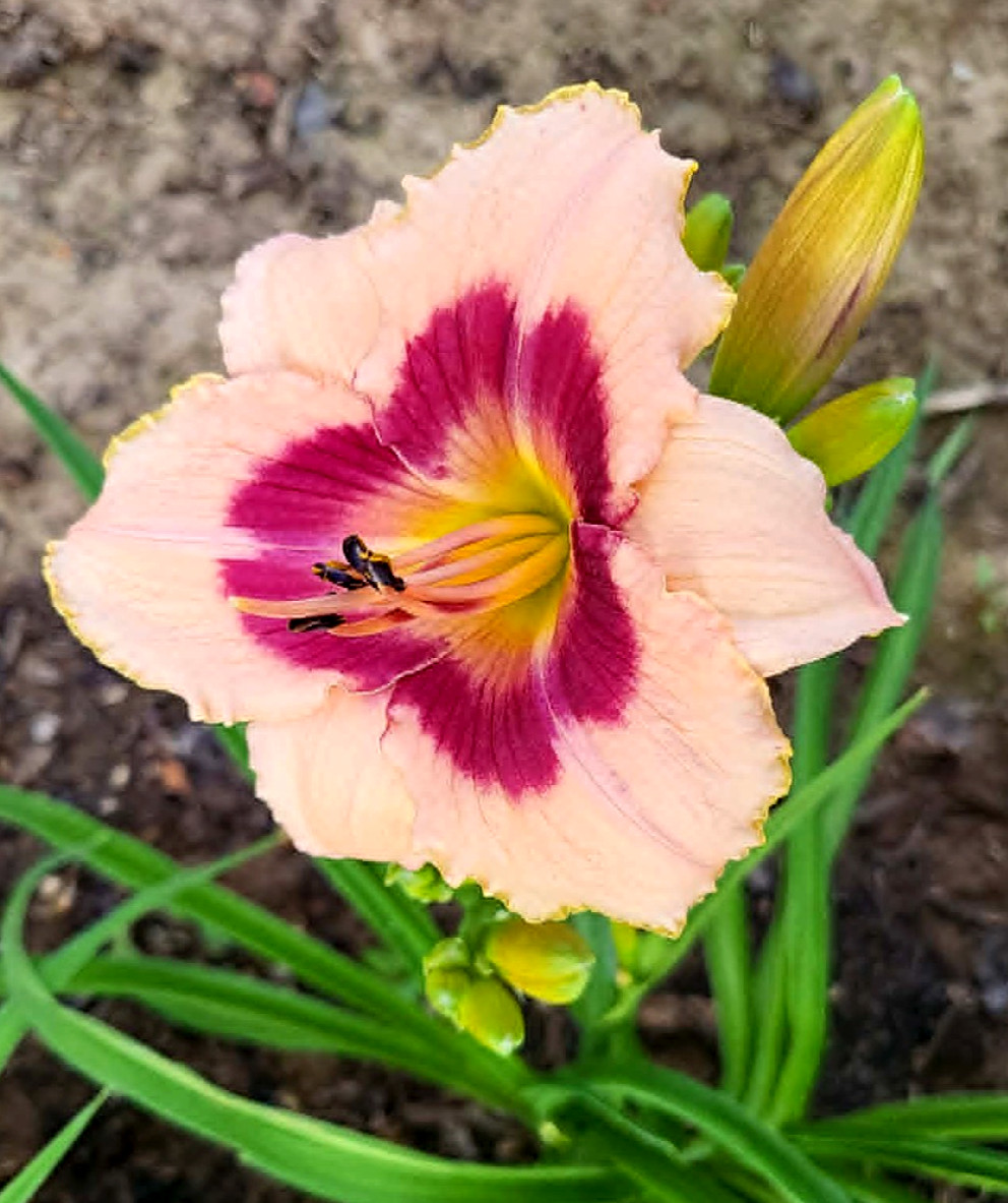 Wineberry Candy Daylily Re Blooming Two Large Mature Blooming Size Fans