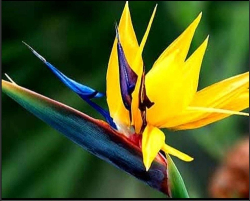 Strelitzia Bird Of Paradise Bundle White And Mandela’s Gold Live Starter Plants