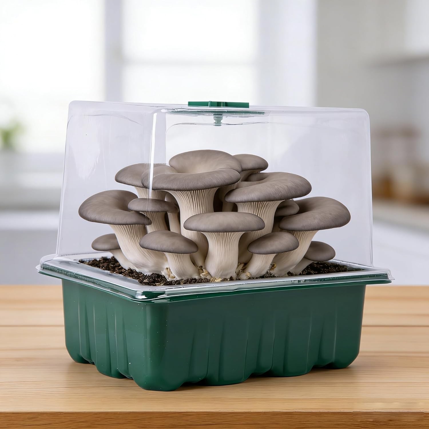 Monotub Mushroom Grow Kit 2 Pack Small 6.5in Fruiting Chamber Box Container