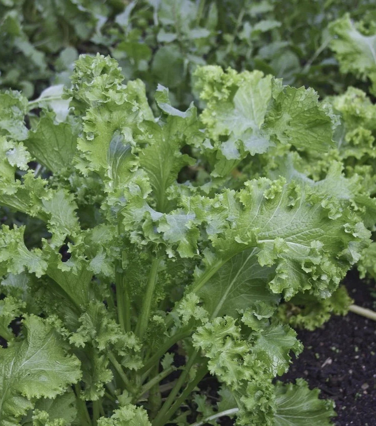 Mustard greens ‘Southern Giant’ (Brassica juncea integrifolia crispifolia) 500ct