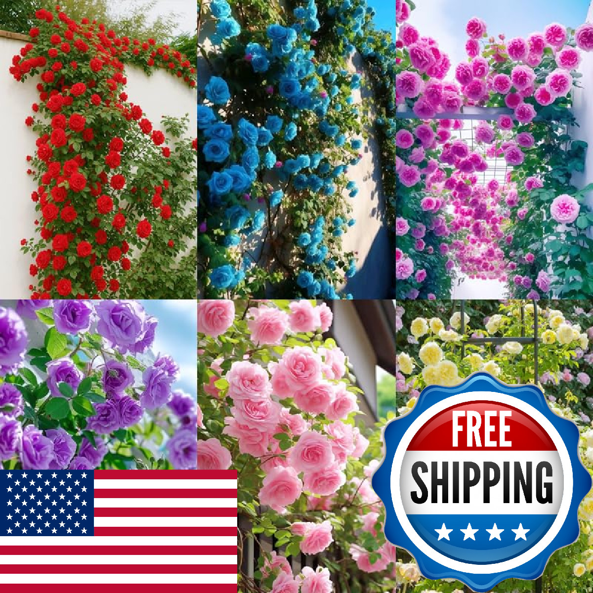 Carpet Creeping 301 Climbing Rose Bush Seeds For Planting Outdoors-Fragrant