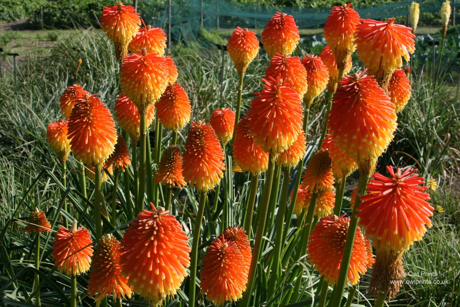Kniphofia rooperi seed