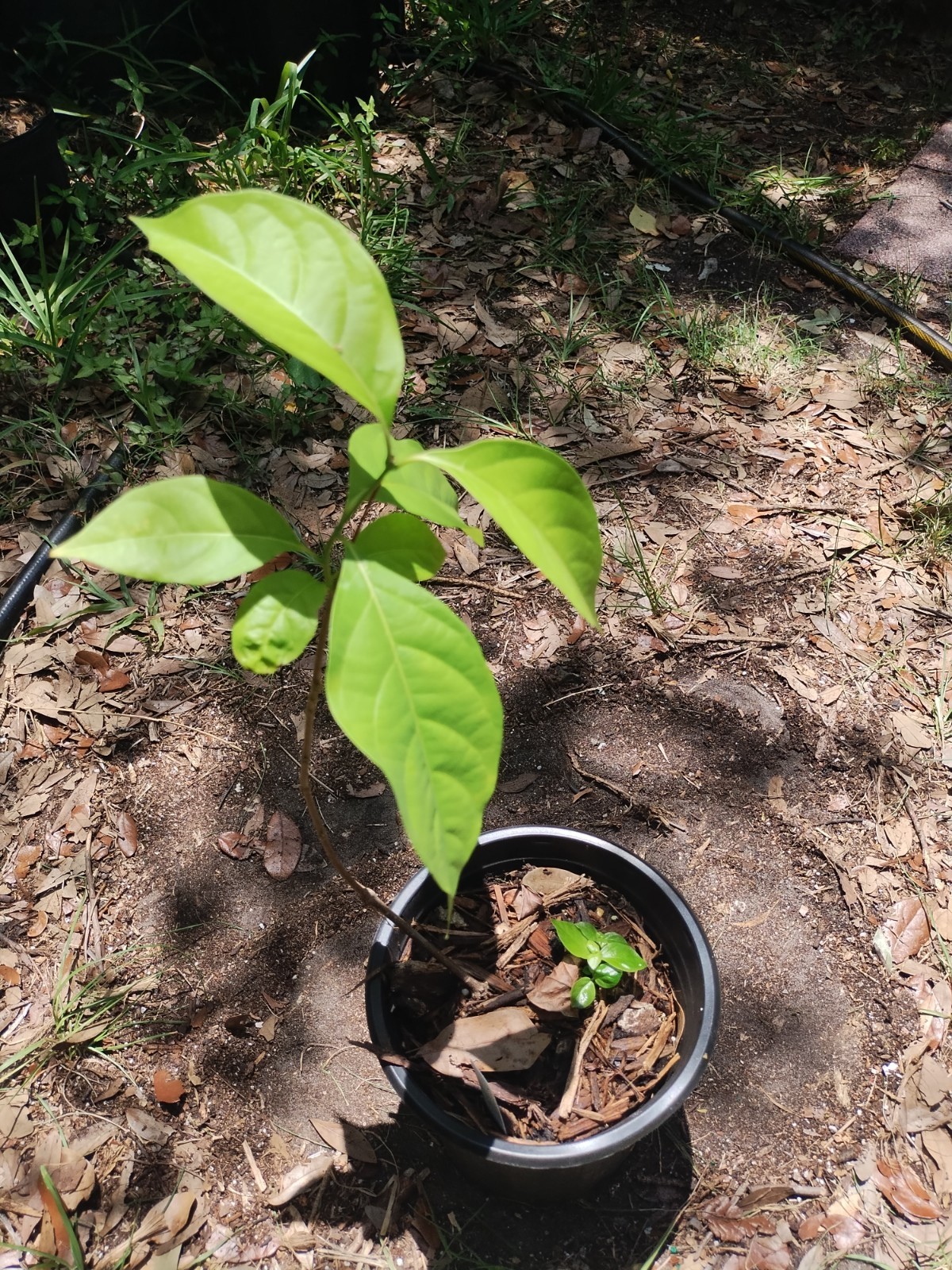 2 Plant Combo South American Psychotria V. And B. Caapi Plant In Same Pot # 2