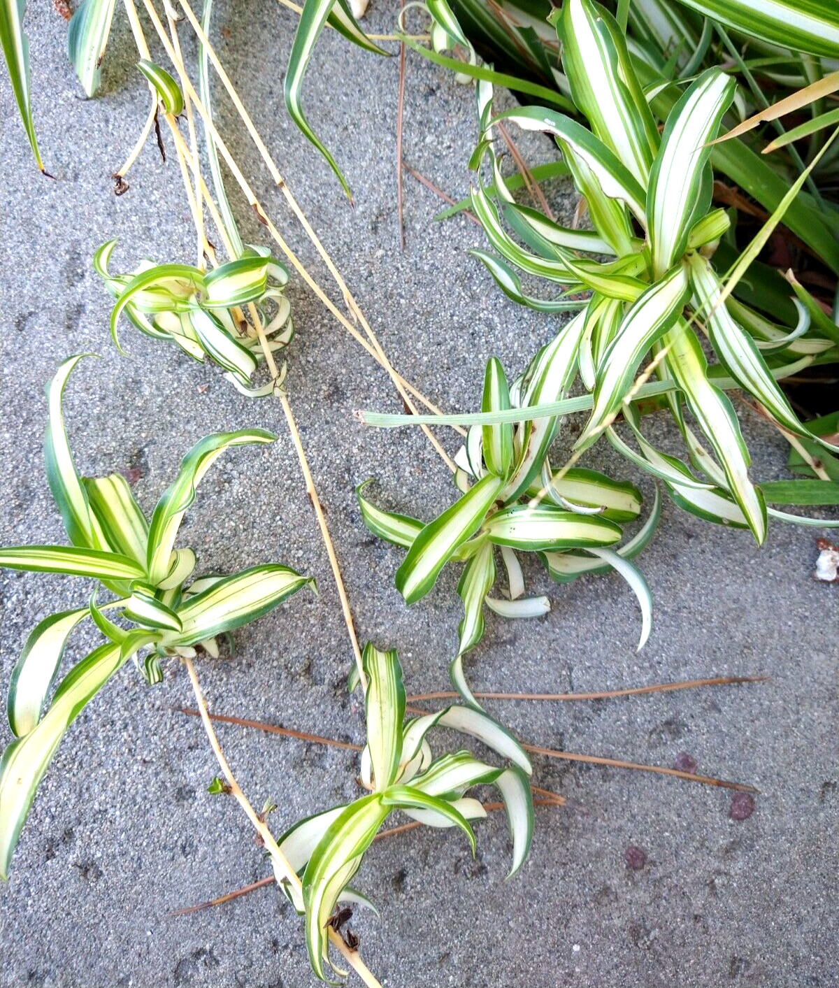 Lot 15 SPIDER PLANT cuttings young roots * Chlorophytum Comosum