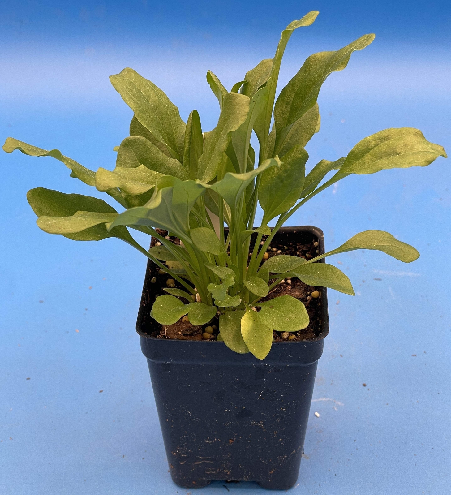 Greater Plantain Starter Plant – Plantago Major – Useful Plants