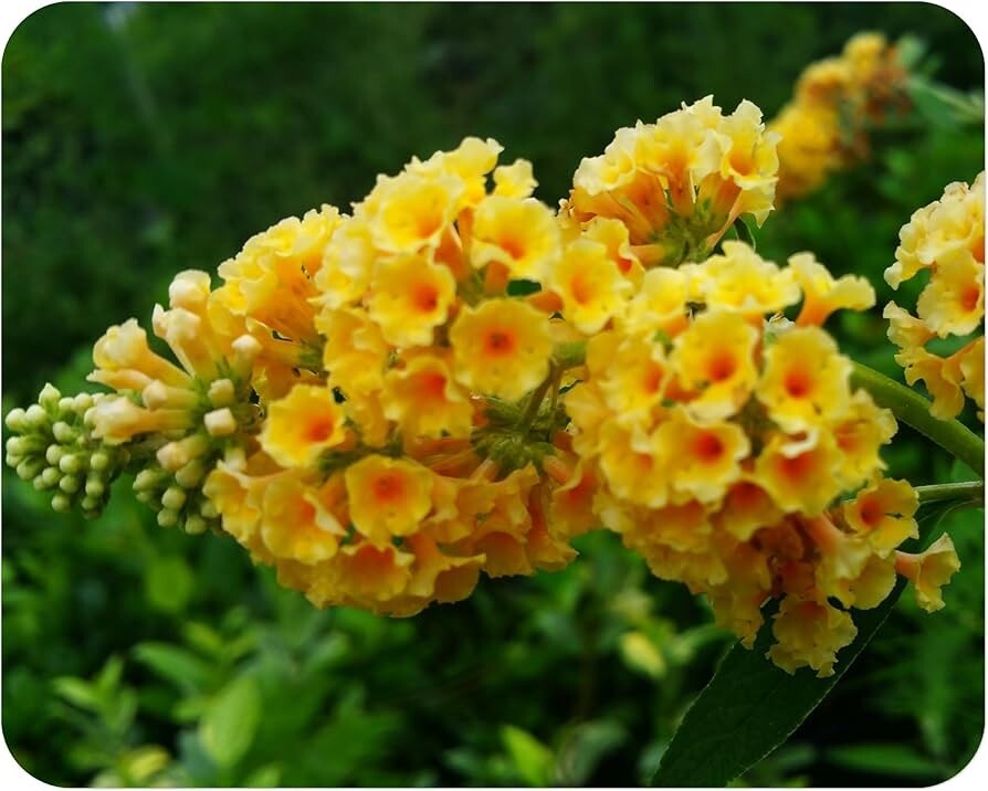 Yellow Butterfly Bush Starter Plant 4-6″ Tall-Honeycomb Buddleia Plant