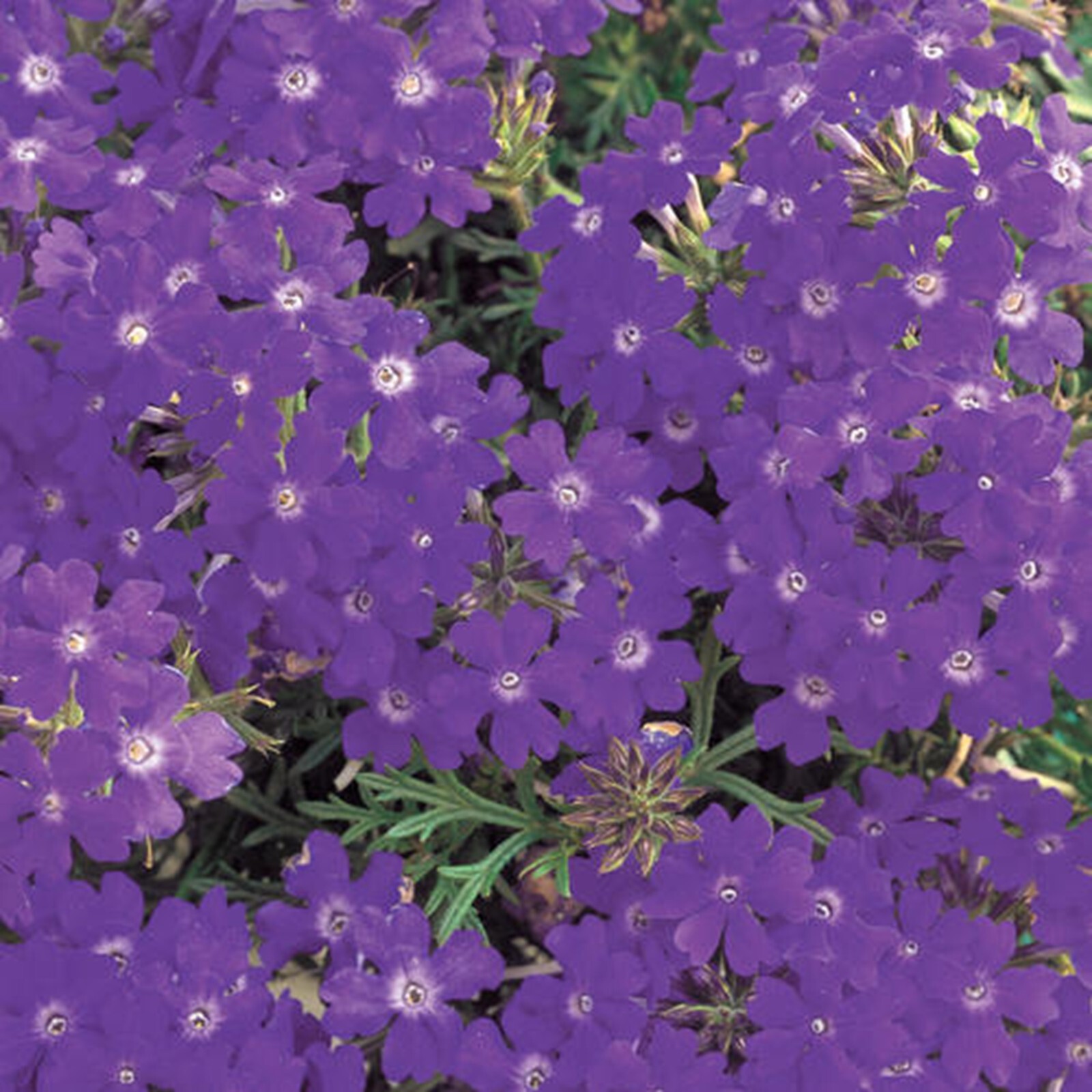 50 Blue Violet Verbena Seeds Groundcover Tender Perennial Bees Seed Flower