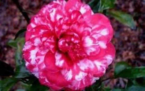 Faith Variegated~*Unique Bloom**Camellia Japonica-Live Starter Plant -USA SELLER
