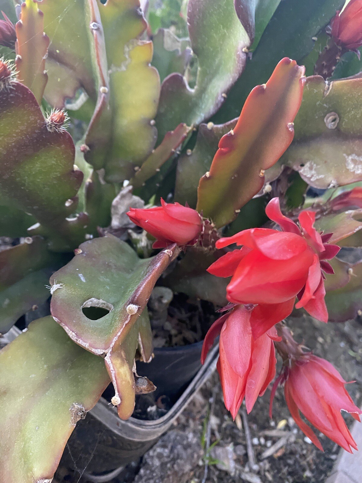 RED Orchid Cactus Epiphyllum, ‘Disocactus Ackermannii’ 3 Cuttings 4’-8’ long