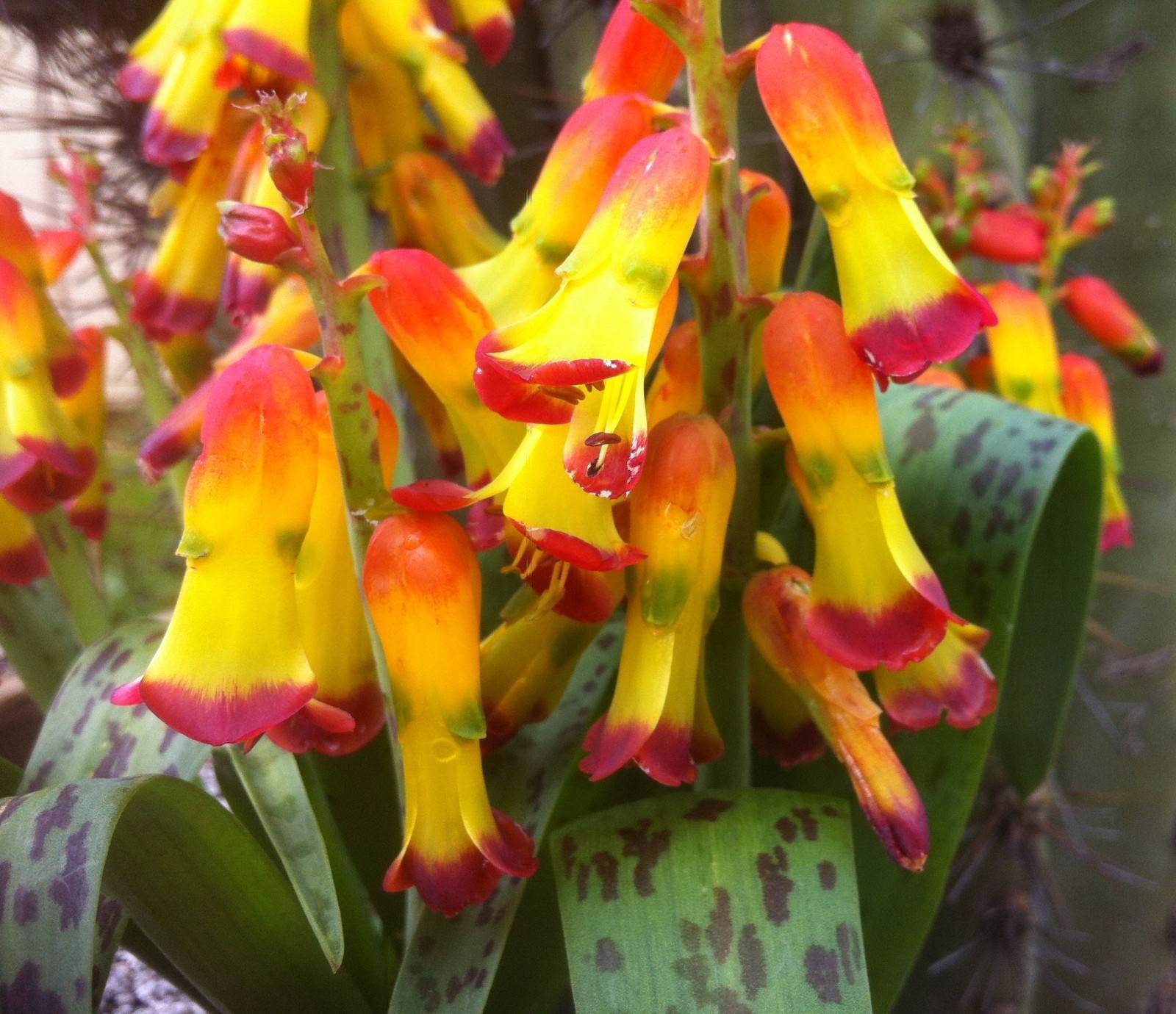 Bulbs D, CHOOSE 2: Lachenalia mutabilis, pusilla, quadricolor, Massonia,