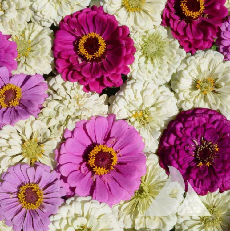 Zinnia DESSERT GARDEN Collection 4 Mixes 750 Seeds Berry Cheesecake Lime Fruity!