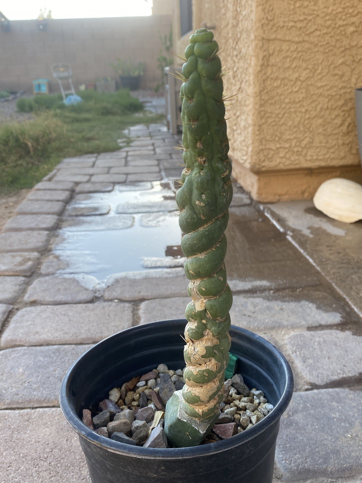 Unicorn Cactus Spiralis