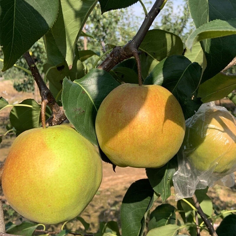 Yulu Fragrant Pear Tree, Asian Pear, bare root, 山西隰县玉露香梨