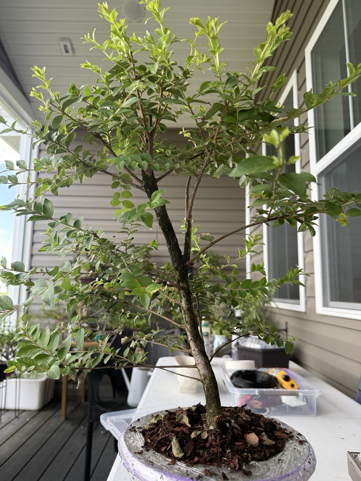 Crape Myrtle Bonsai 19 Inch Tall