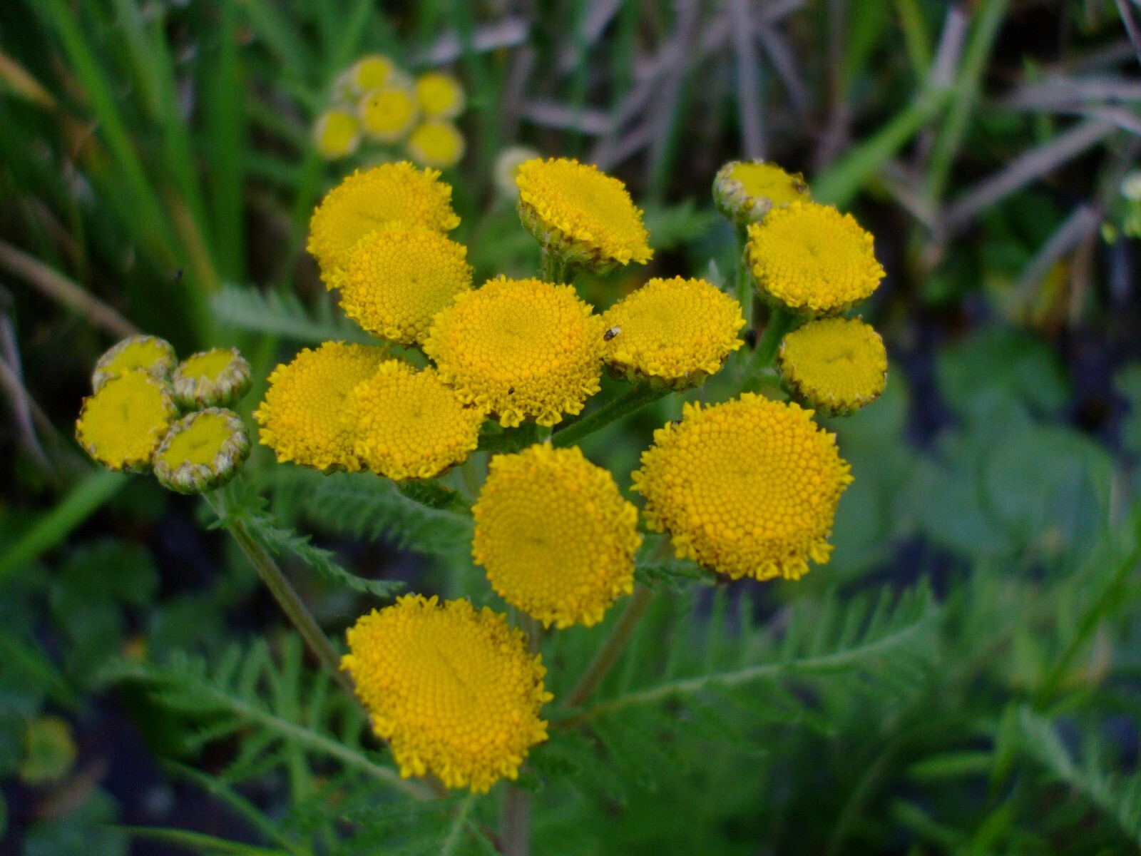 Tanacetum bipinnatum (Dune Tansy) wildflower seed pack perennial, Z 3-8