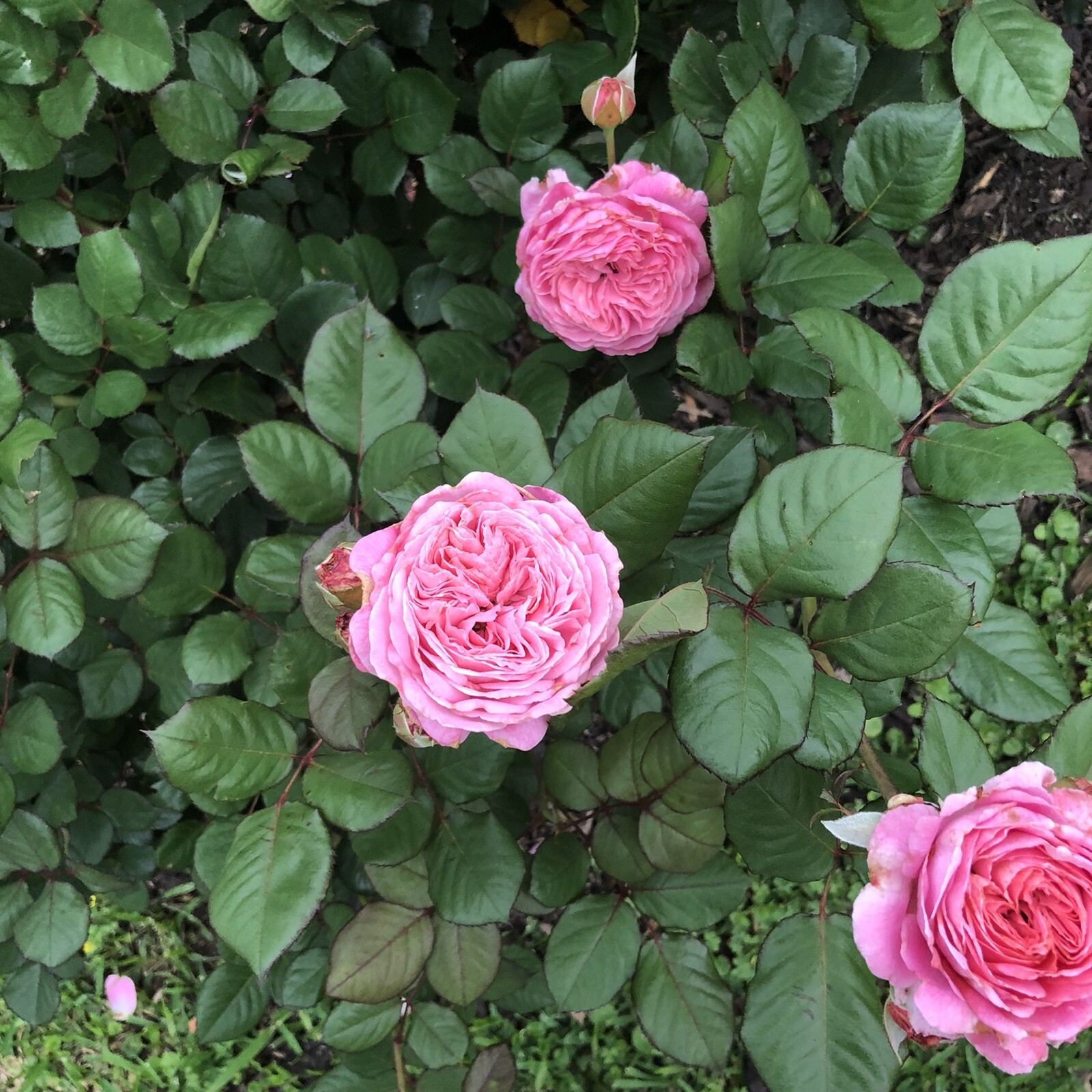 Queen of Elegance Rose (4) 10 Inch cuttings ‼️