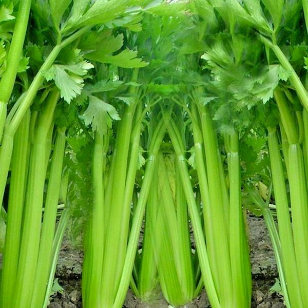 1000+TALL UTAH CELERY Seeds Organic Heirloom Vegetable Summer Garden Container