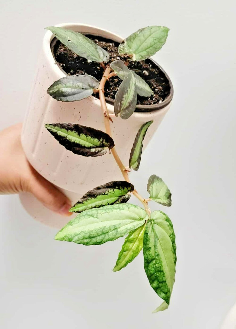 Pellionia Repens Watermelon Vine Rare Live Plant Easy Indoor Hanging Decor