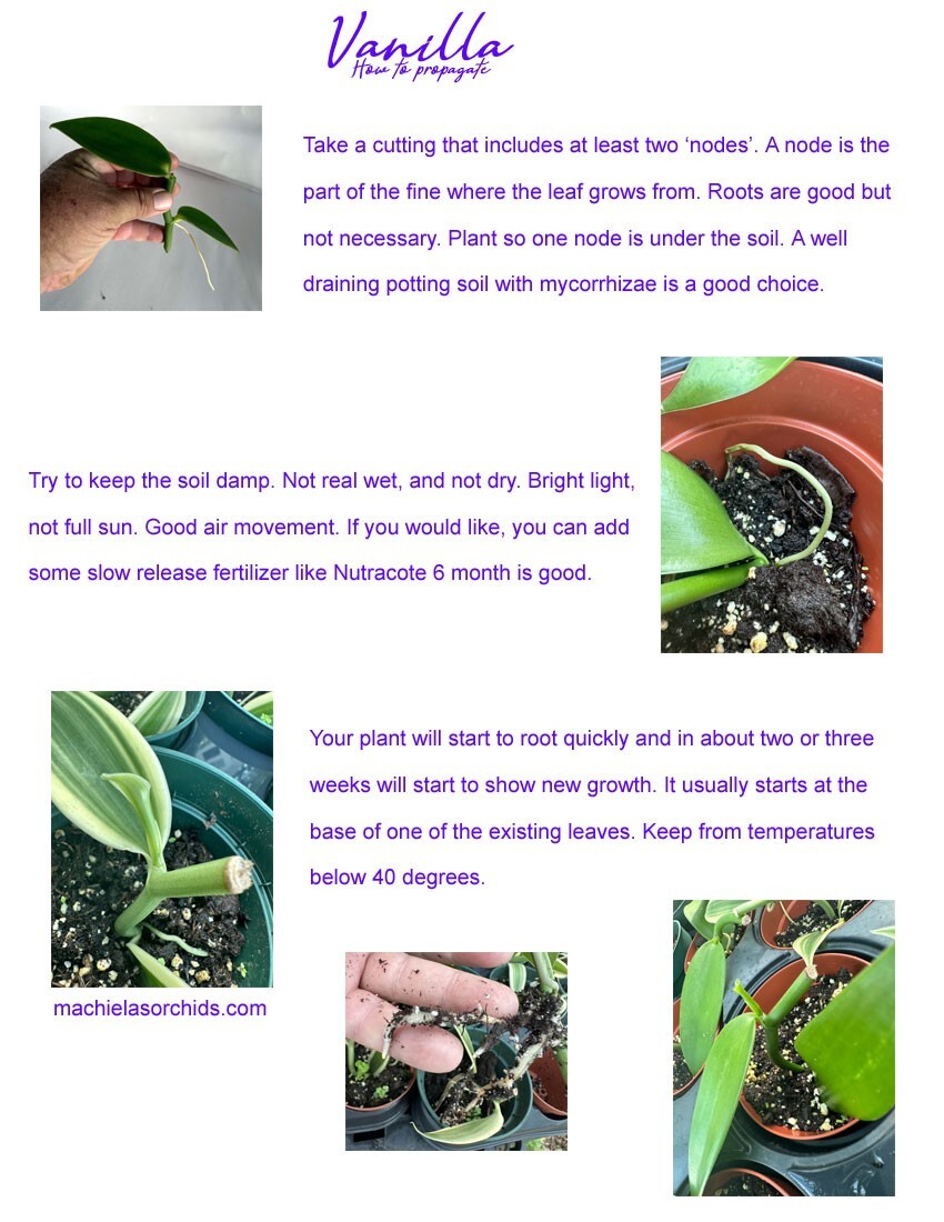 BLOW OUT SALE ONE FOOT CUTTING Green Vanilla planifolia Orchid