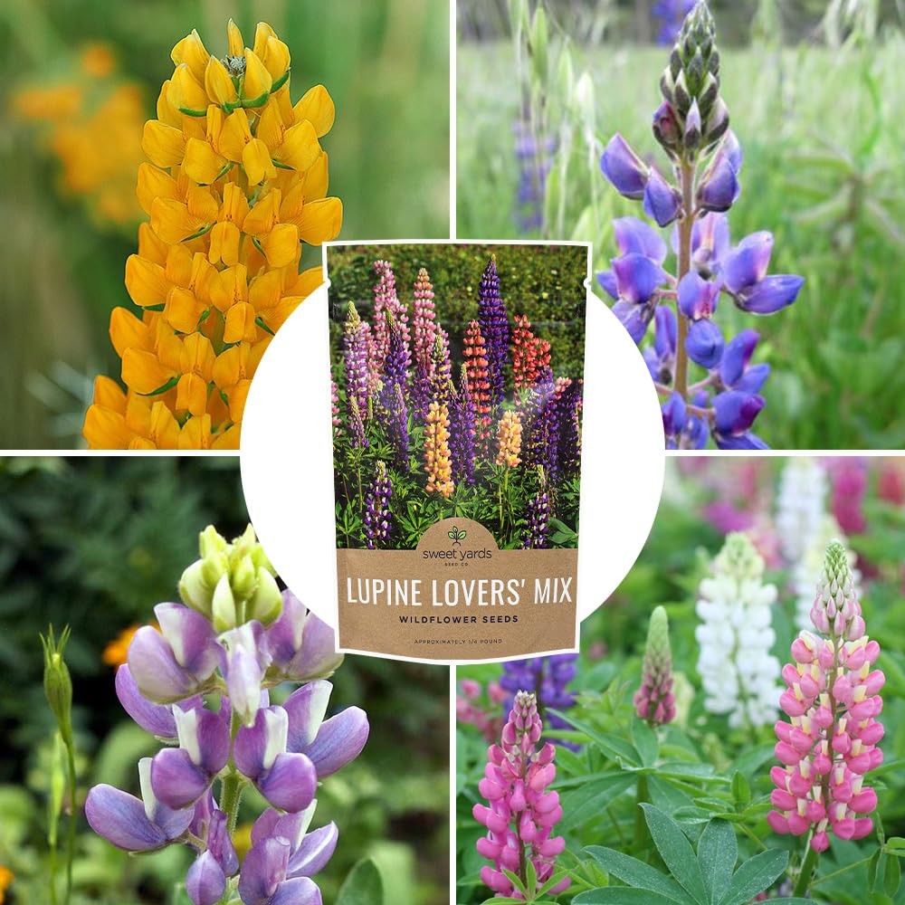 Bulk Lupine Mix Wildflower Seeds 1/4 Pound Bag – Over 4,500 Untreated Annual …