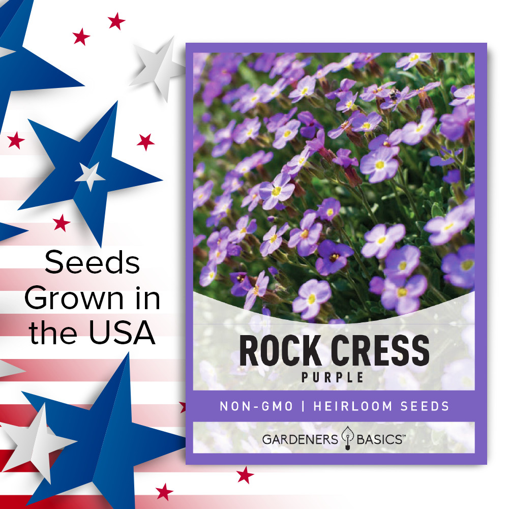 Purple Rockcress Seeds
