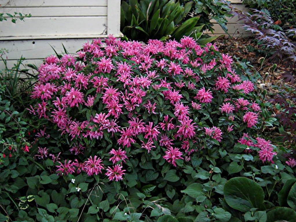 *PINK FLAMINGO JUSTICIA CARNEA* AKA as Brazilian Plume Jacobinia Starter Plant