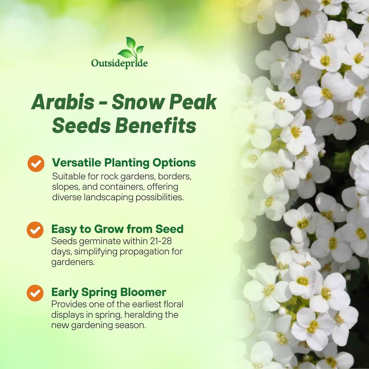 10000 Seeds Arabis Rock Cress Drought Tolerant Ground Cover Plant Seed