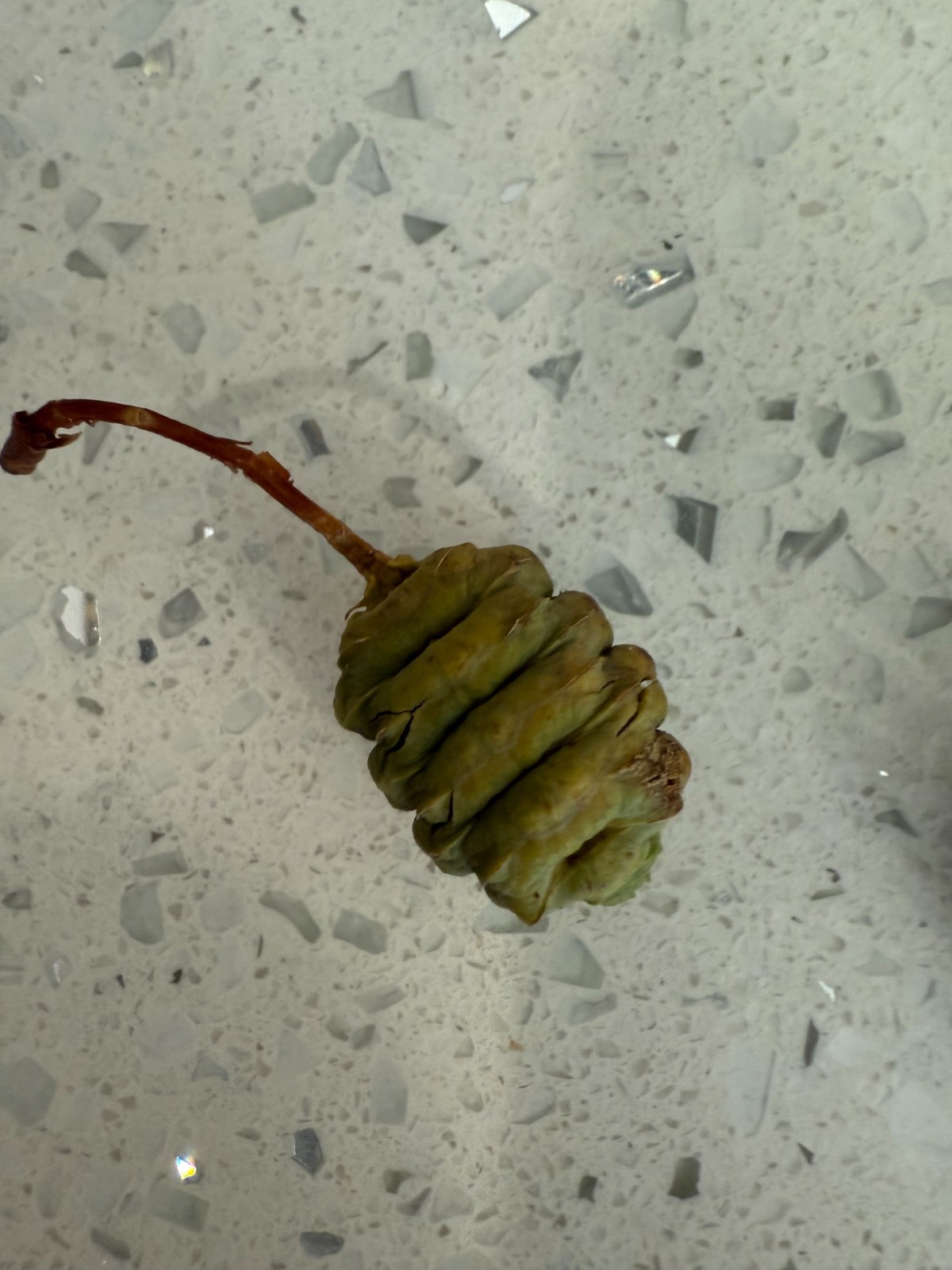 Dawn Redwood Tree Seeds | Metasequoia Glyptostroboides