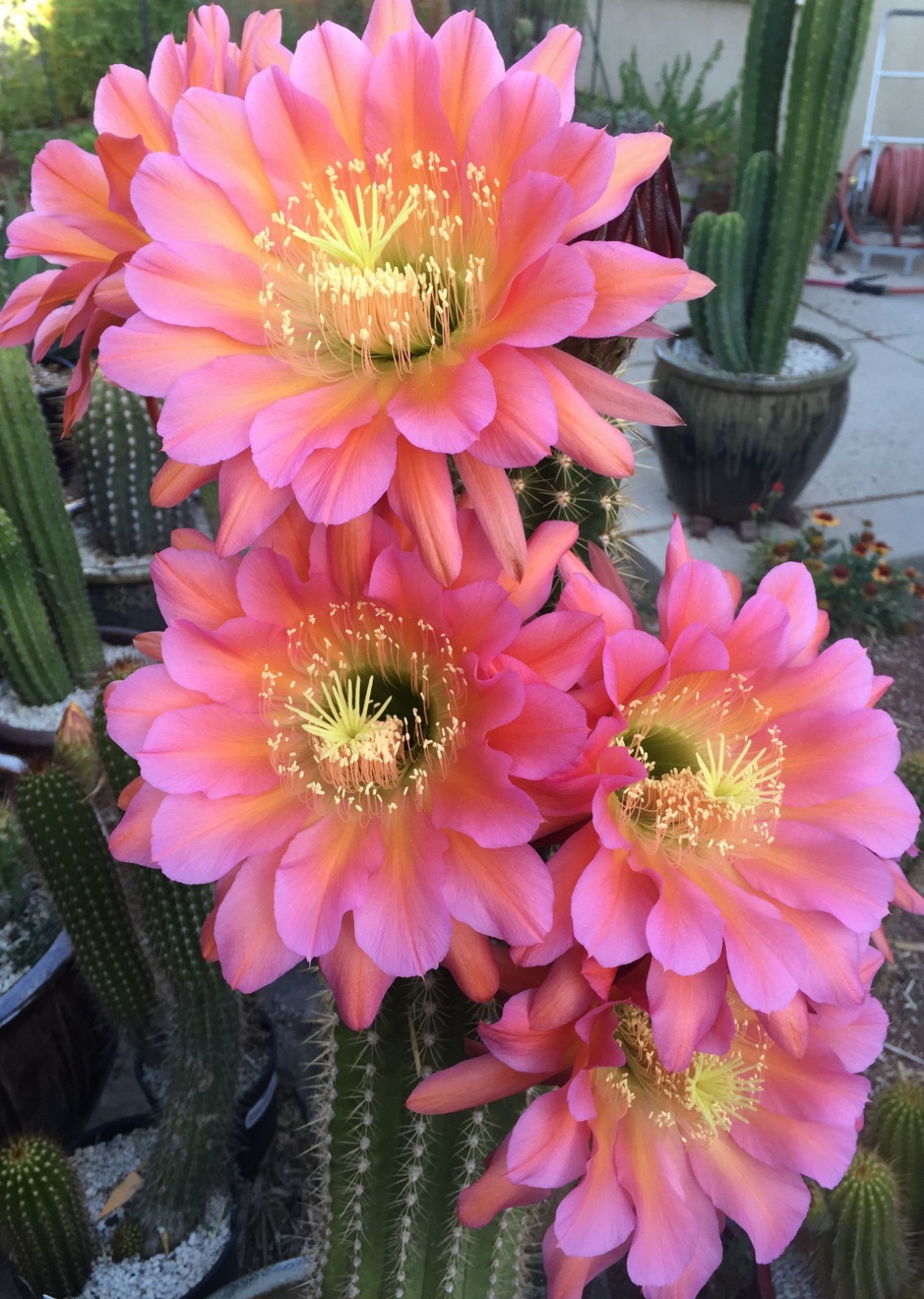 Echinopsis hybrid ‘Flying Saucer’, medium cured rootless stem B