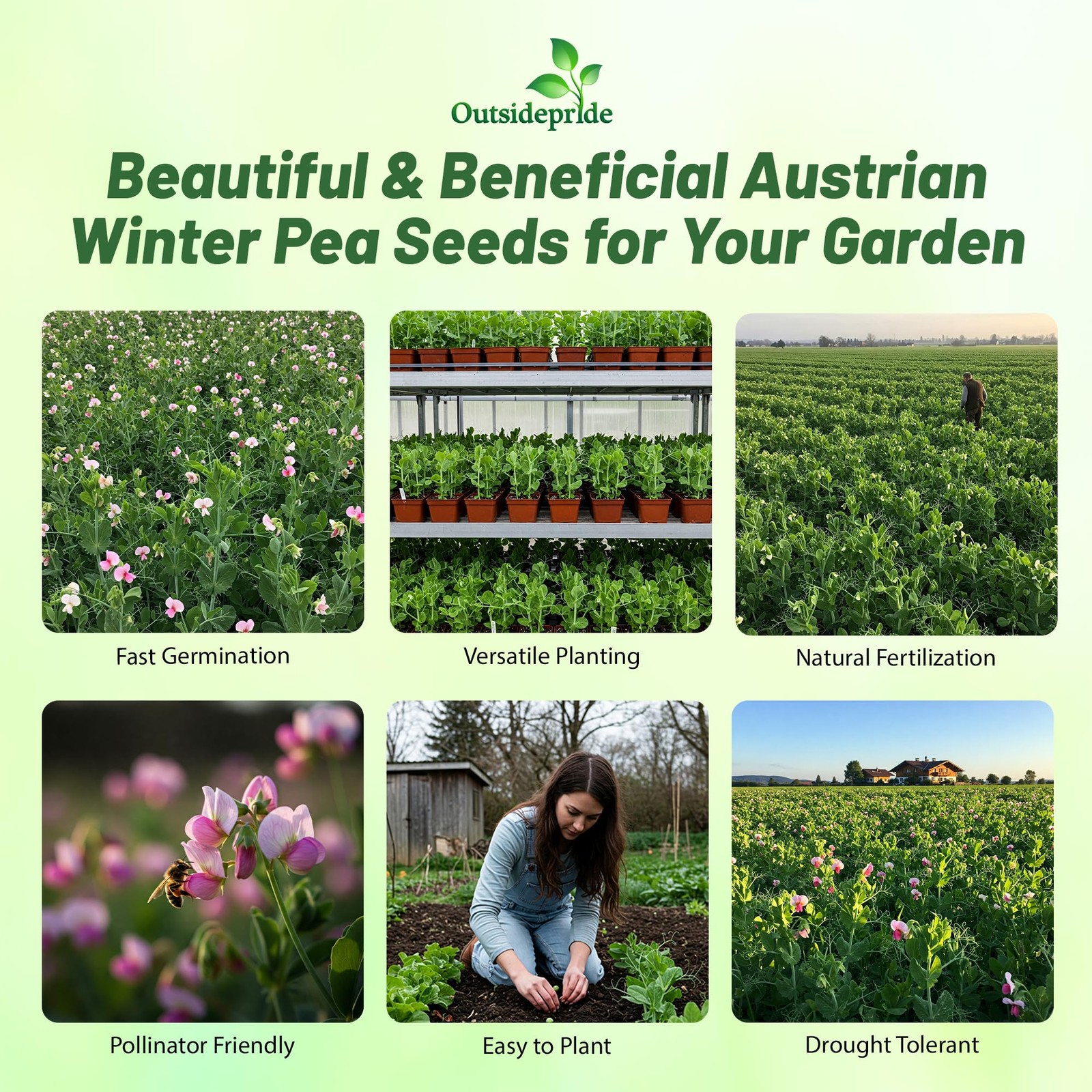 10 LBS Austrian Winter Peas Cover Crop Seeds
