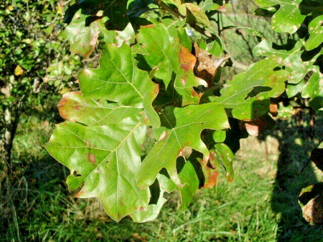 12 BLACKJACK OAK ACORNS – Quercus marilandica marilandica