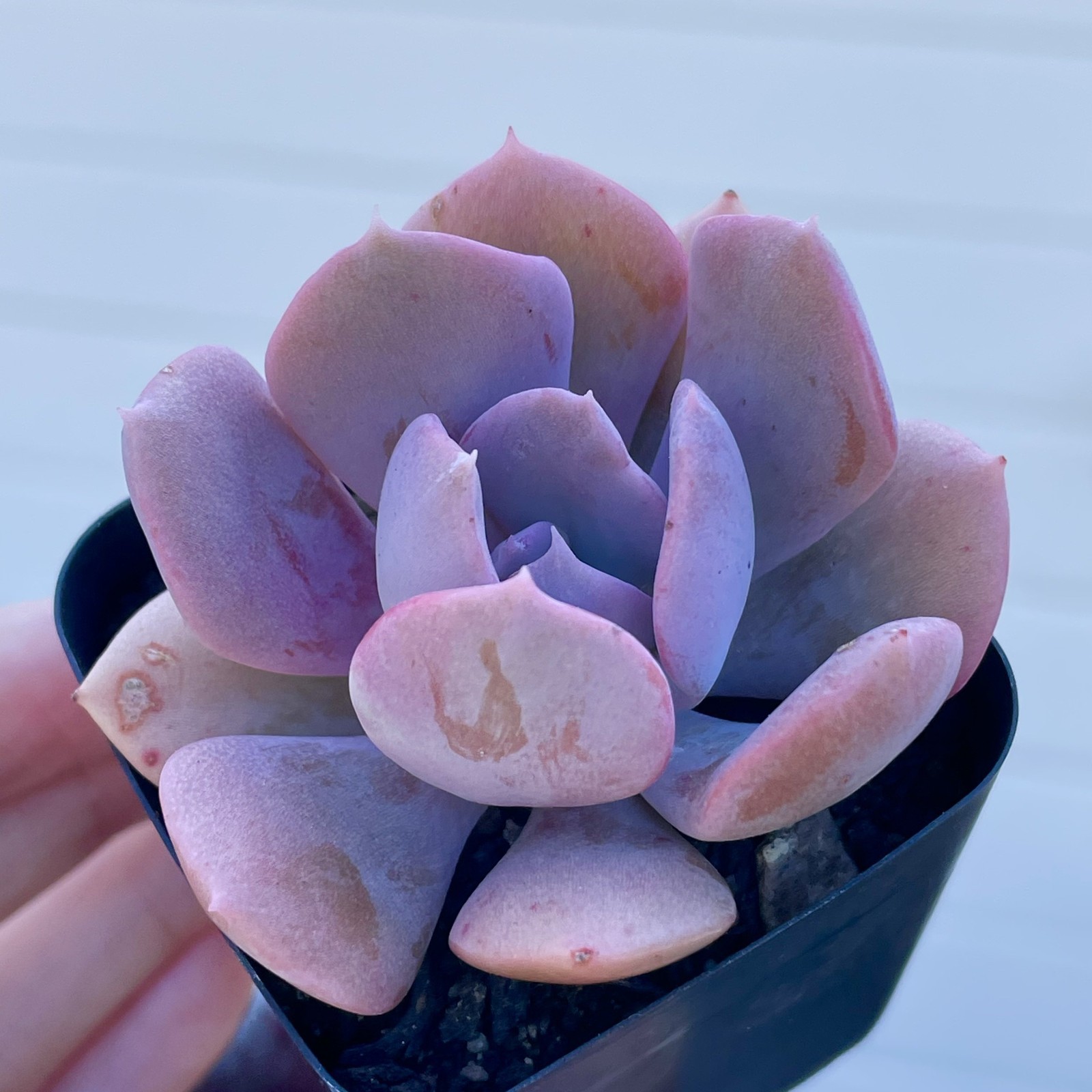 Echeveria Misty Lilac Fully Rooted Rare Succulent Live Plant Decor Gift 1-2 Inch