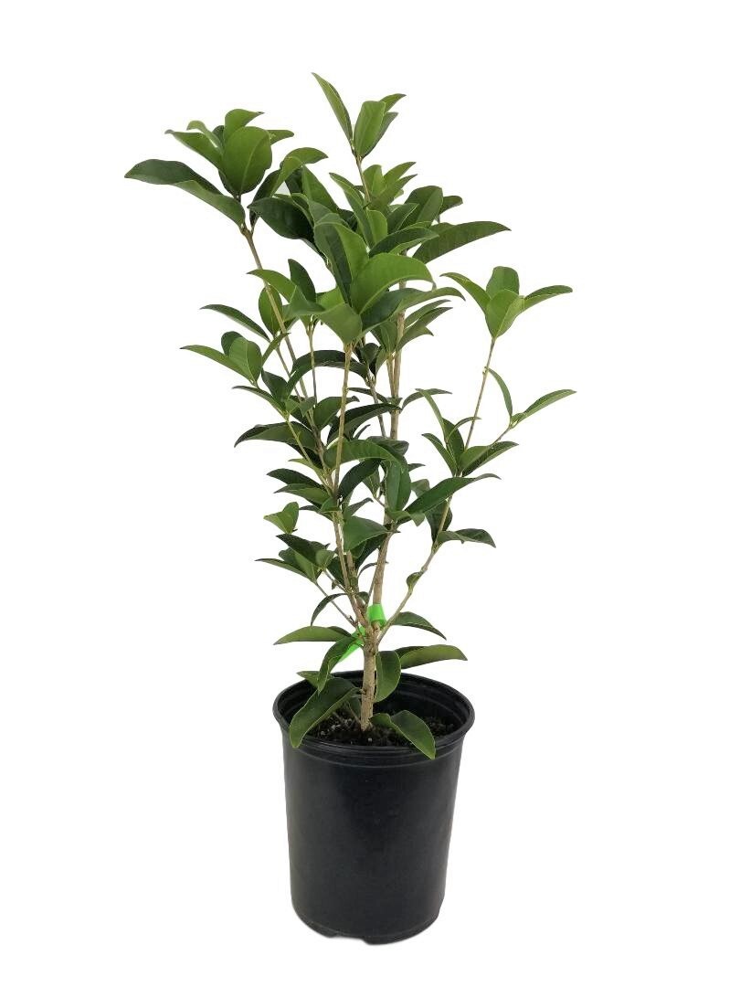 Orange Flowering Fragrant Tea Olive (osmanthus) – Live Plant – Trade Gallon Pot