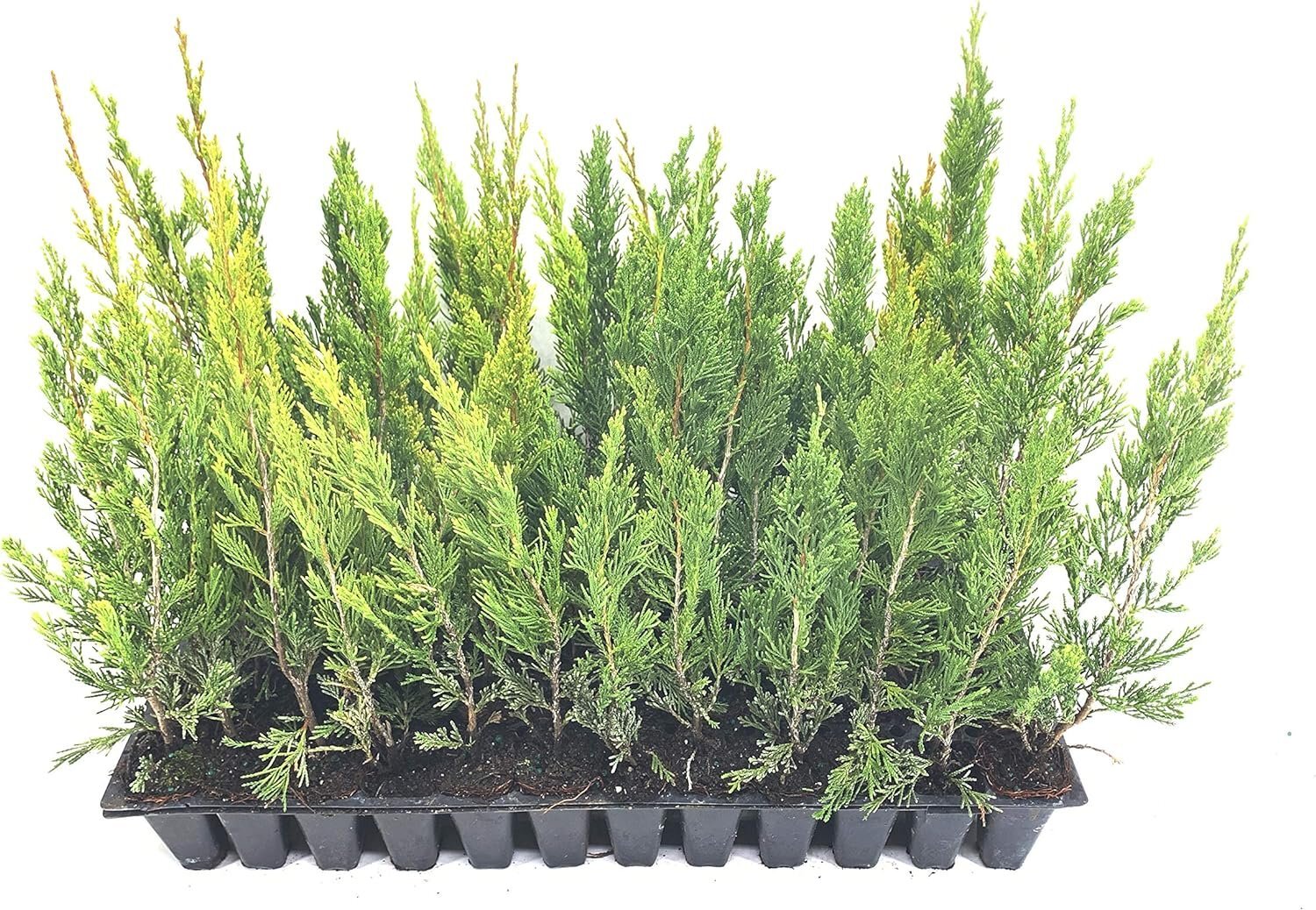 Spartan Juniper – Live Trees – Juniperus Chinensis – Evergreen Screening…