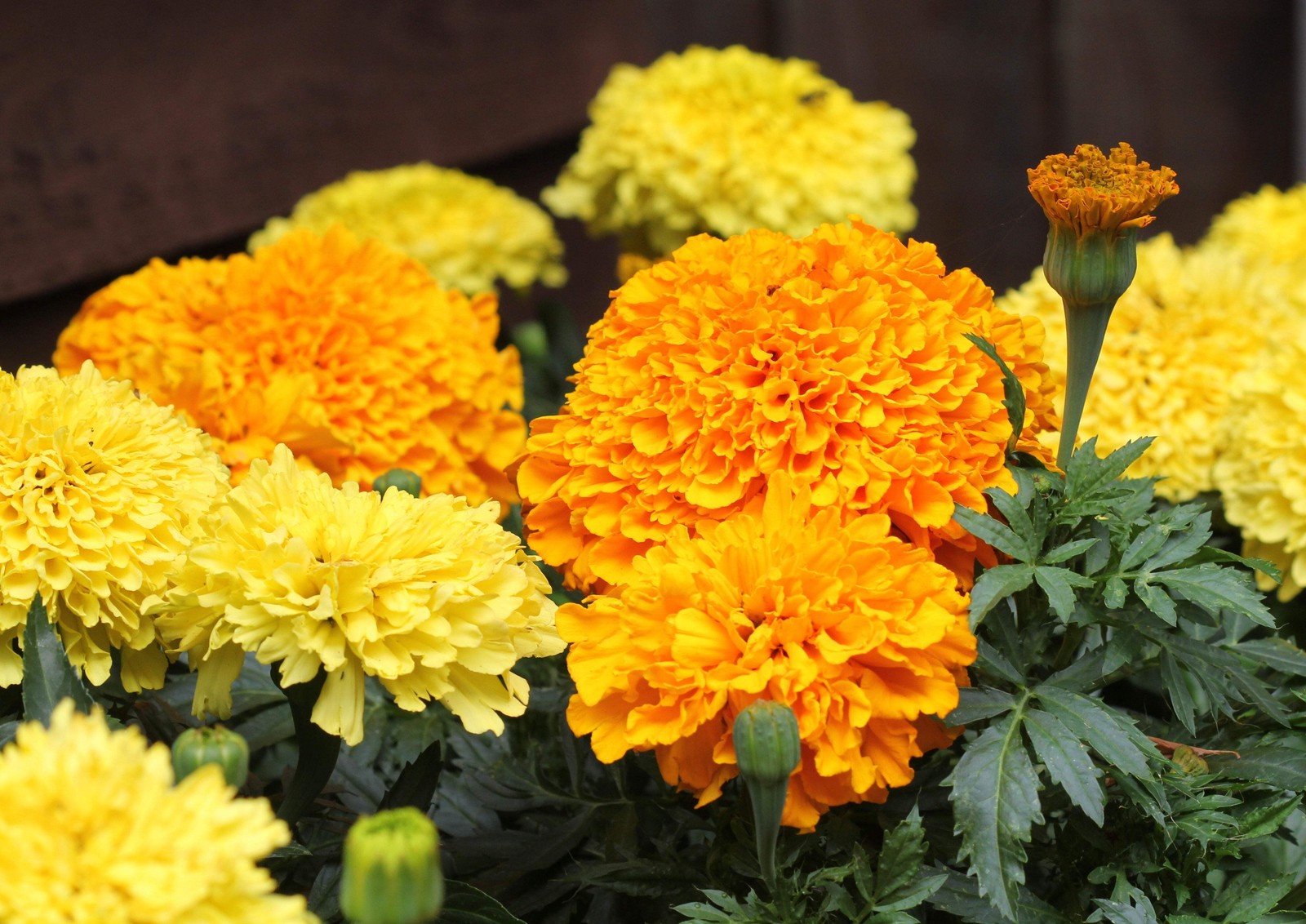 250 AFRICAN MARIGOLD CRACKERJACK Mixed Color Tagetes Erecta Flower Seeds *CombSH