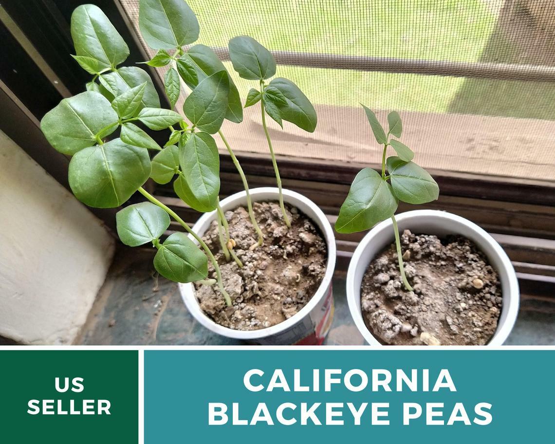Peas, California Blackeye – Cowpeas – 100 Seeds – Heirloom – NonGMO