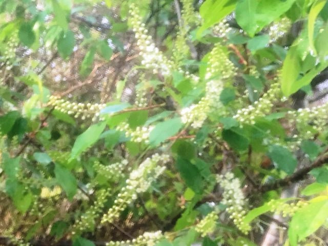 10+ seeds Carolina laurelcherry (Prunus caroliniana) Native SC Ecotype, Bonsai