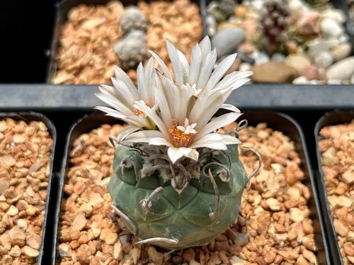 Cactus-Turbinicarpus klinkerianus (mature seed grown specimen) 2.5” pot