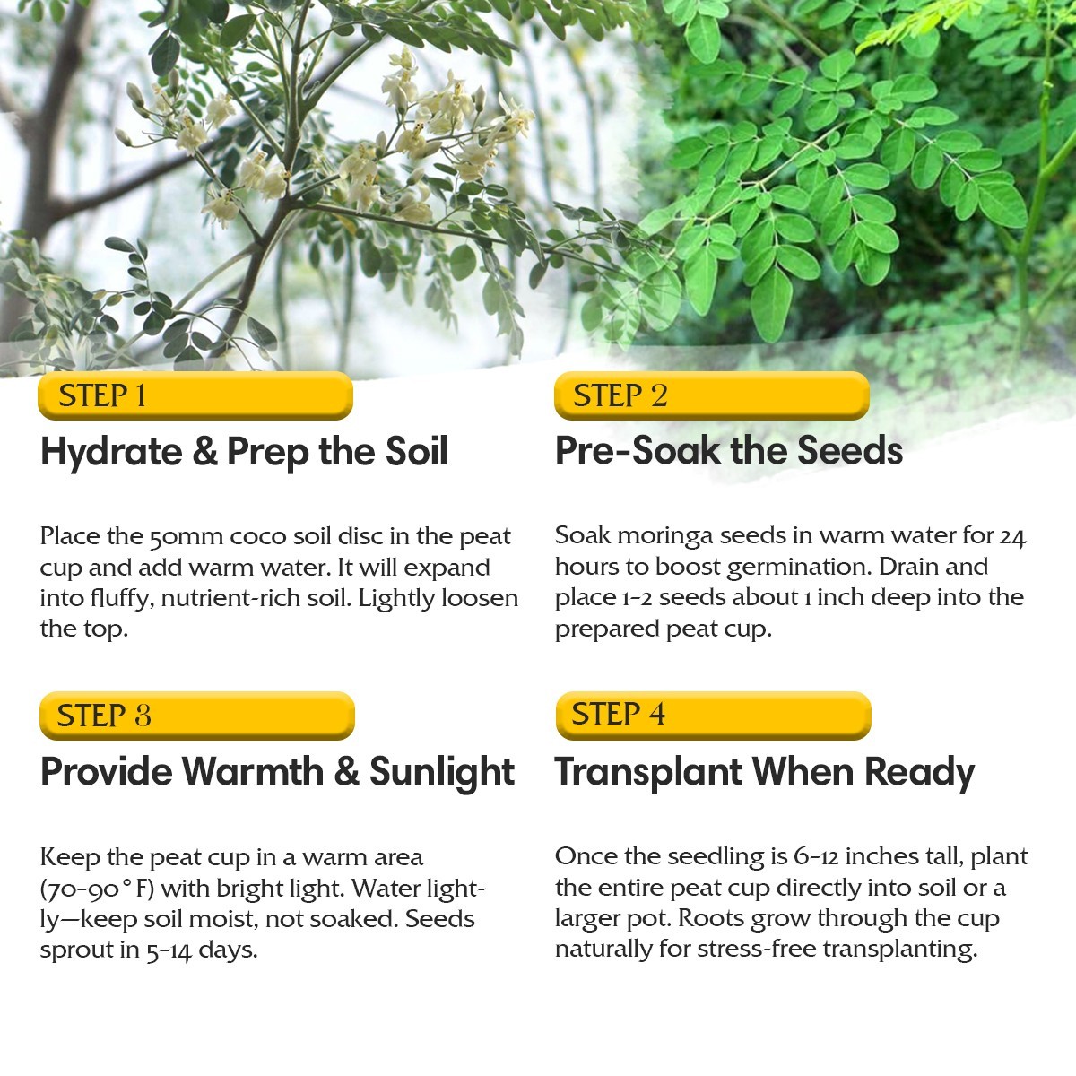 Moringa Oleifera Growing Kit Complete Starter Set Seeds Pots Soil Included